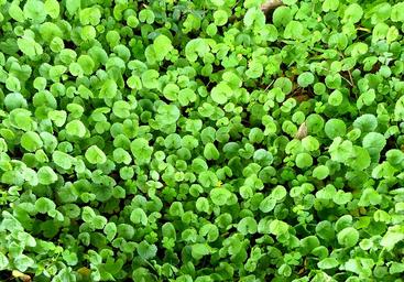 aimil-Centella asiatica