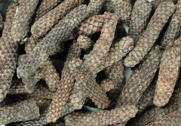 aimil-pipe-longum
