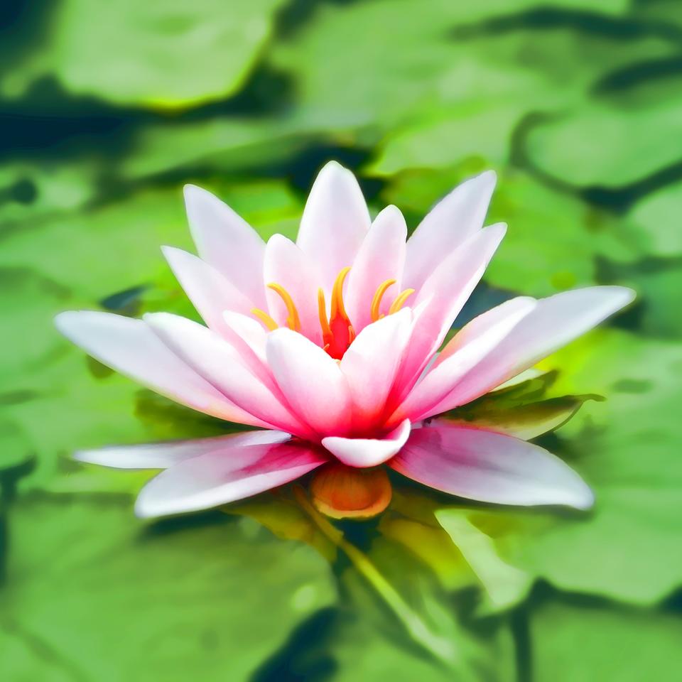 aquatic-bloom-blooming-158465