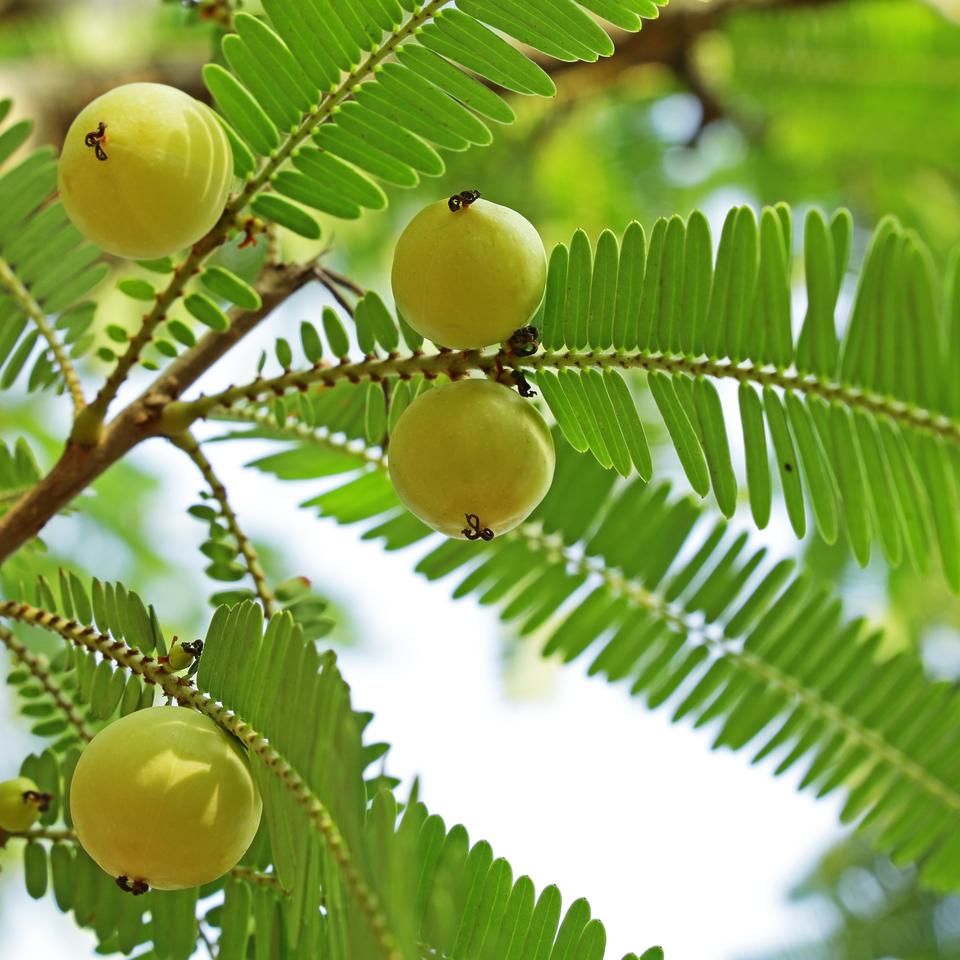 amla