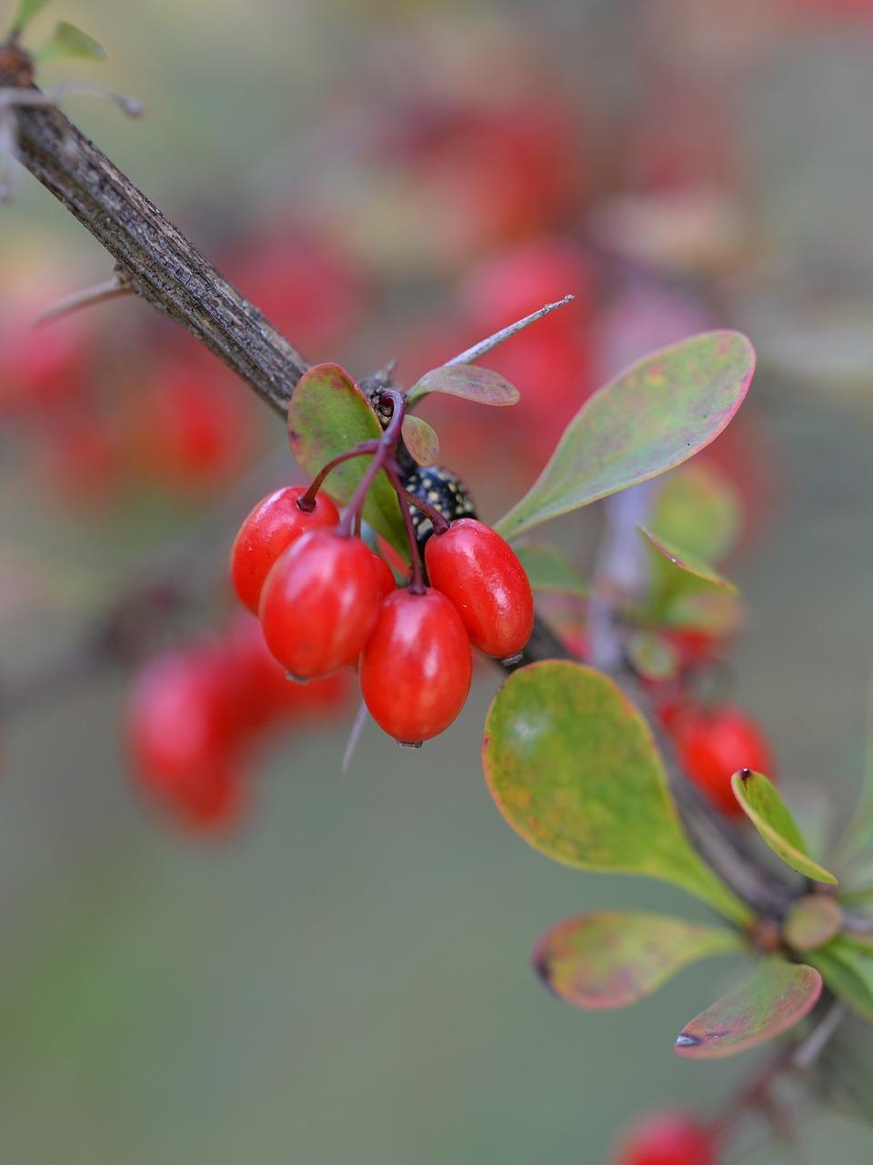 aimil_berberis_aristata