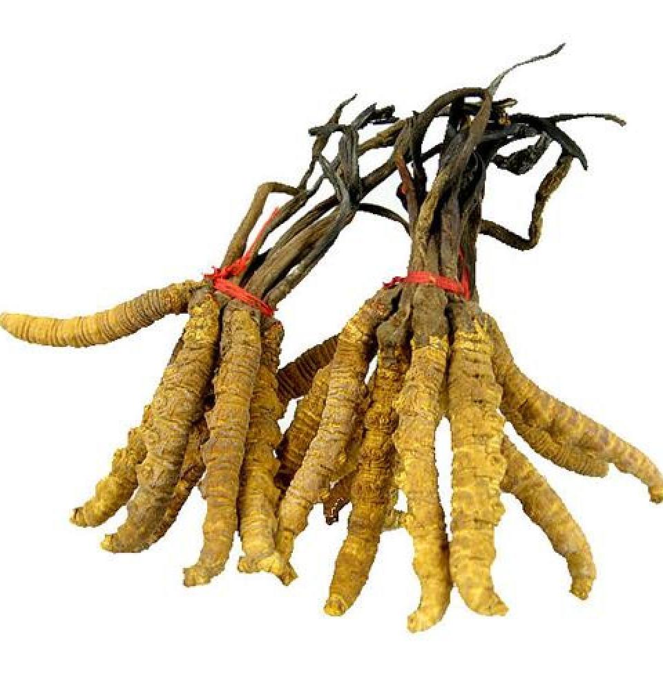 aimil_Cordyceps_sinensis