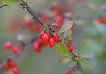 aimil_berberis_aristata