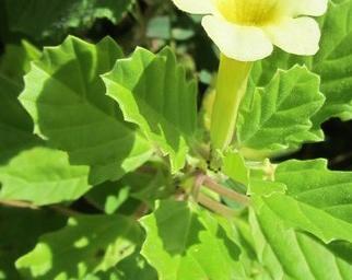 pedalium_murex_aimil