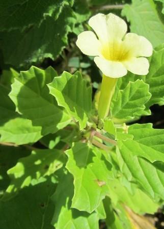 pedalium_murex_aimil