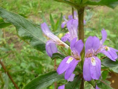 Hygrophila auriculata Aimil
