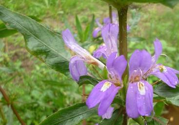 Hygrophila auriculata Aimil
