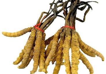 Cordyceps_sinensis