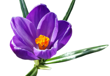 AIMIL_crocus_sativus