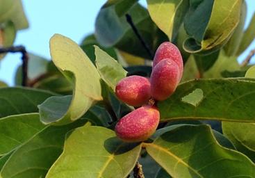 terminalia chebula aimil