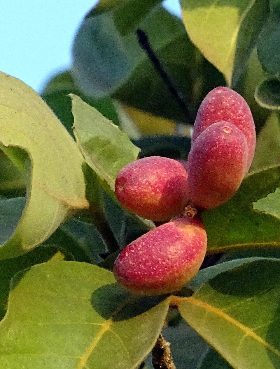 terminalia chebula aimil
