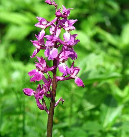 orchis-mascula