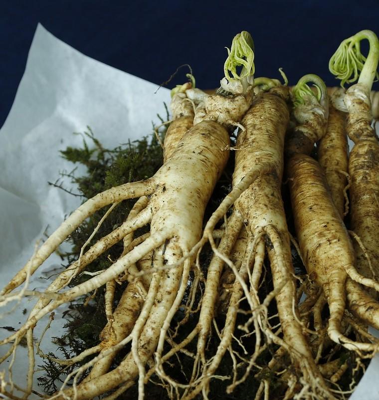 ginseng-panax_2
