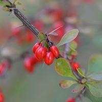 berberis_aristata (002)