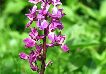 orchis-mascula