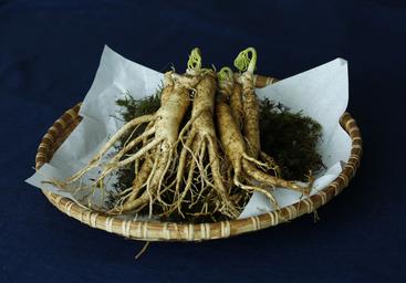 ginseng-panax