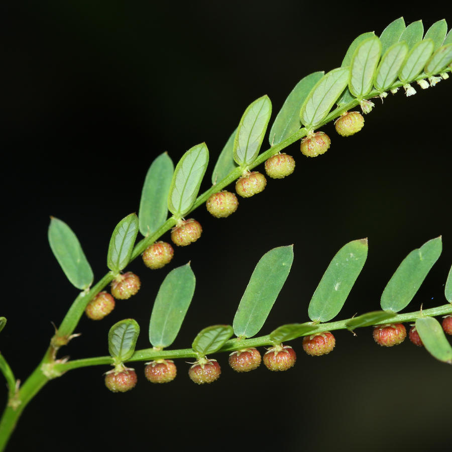 phylantus amarus