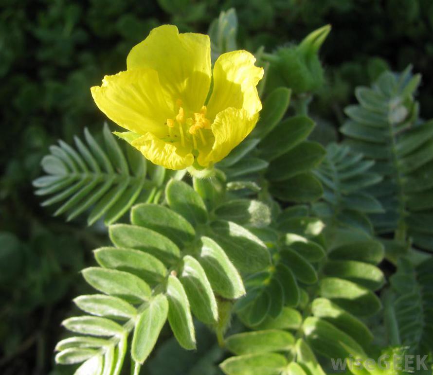 tribulus-plant