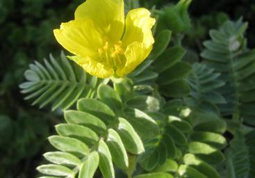 tribulus-terrestris AIMIL