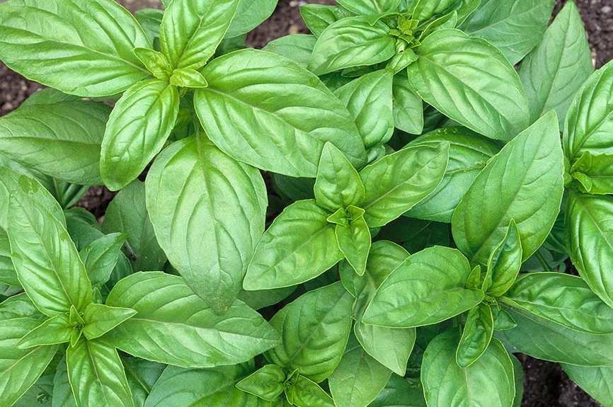 aimil-ocinum-basilicum