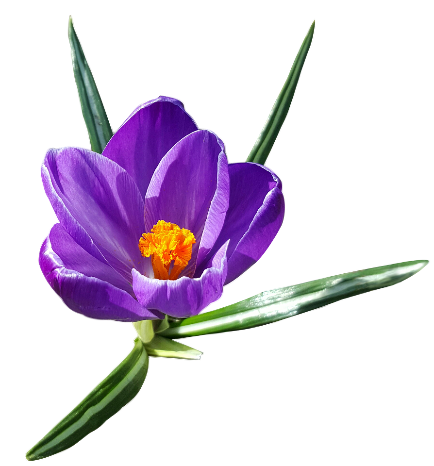 AIMIL_crocus_sativus_960