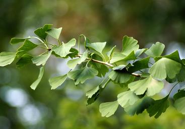 ginkgo-3750269_1920