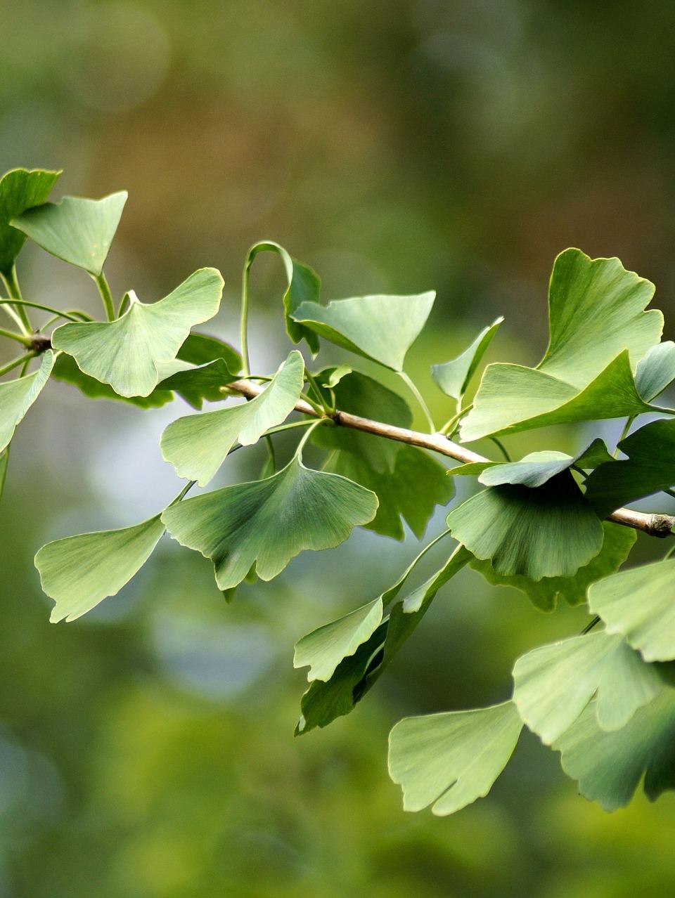 ginkgo aimil