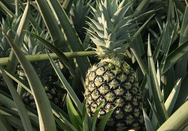 aimil-ananas-comosus-640