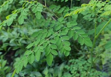 moringa-aimil