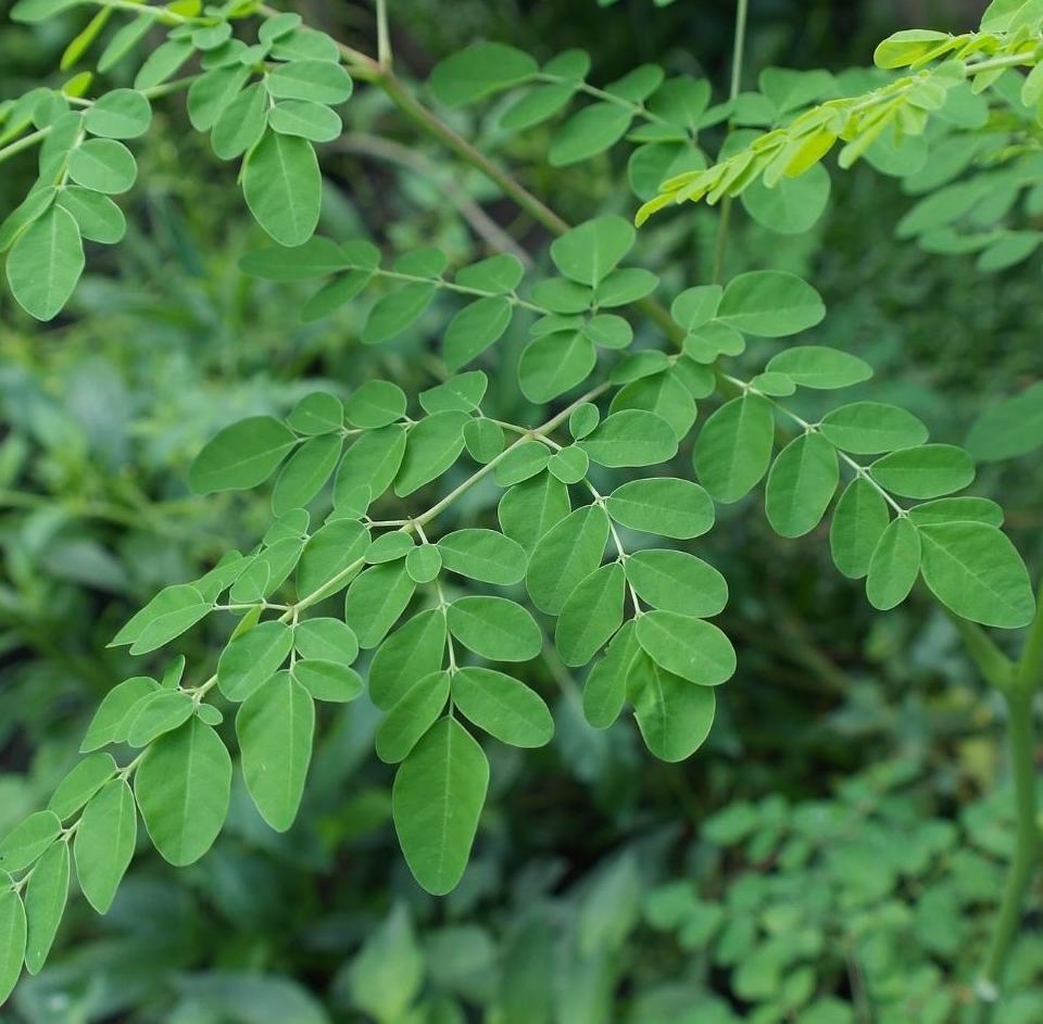 Moringa aimil