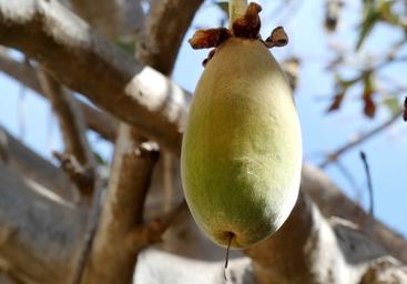 baobab-aimil