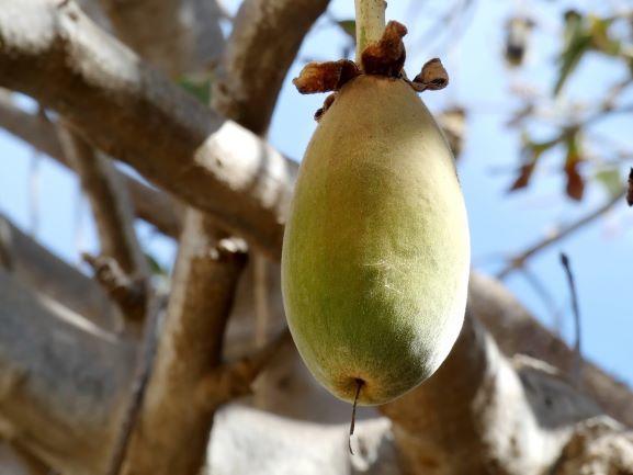 baobab-aimil