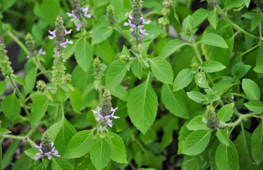 aimil-Ocimum-tenuiflorum