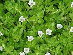 bacopa-monnieri