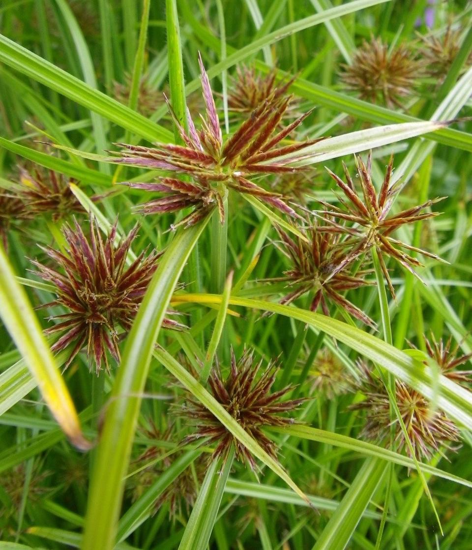 Cyperus-rotundus-3