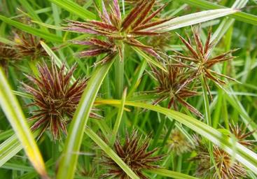 Cyperus-rotundus- aimil