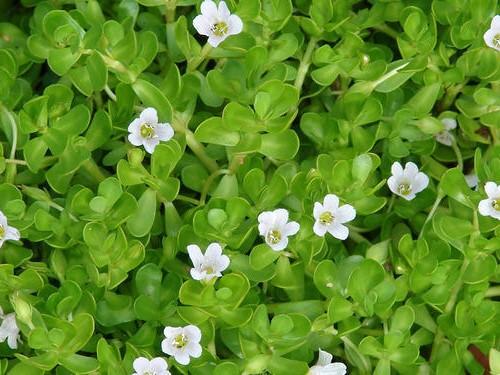 bacopa-monnieri - kopie