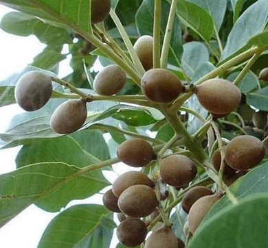 aimil-terminalia-belerica