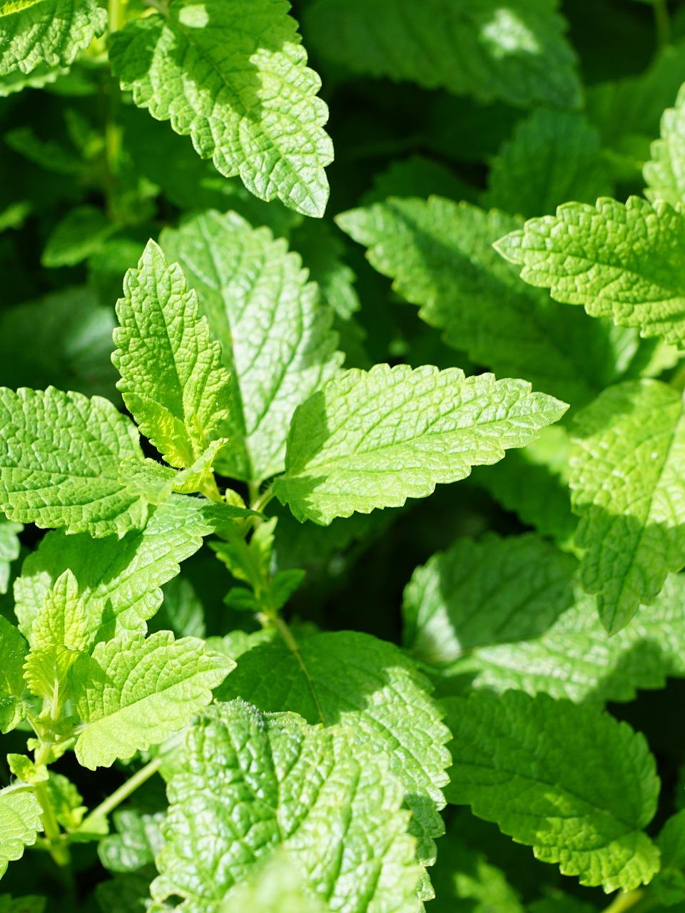 mint aimil