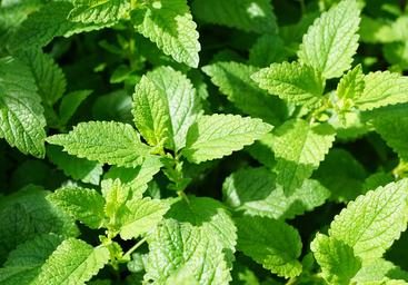 mint-aimil