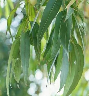 eucalyptus globulus