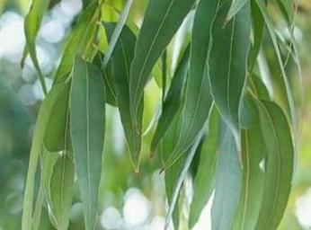 eucalyptus globulus