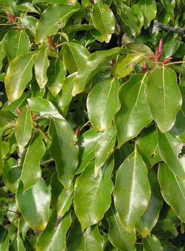 camphora aimil