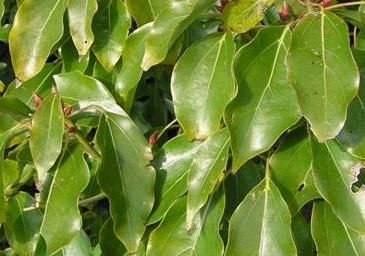 camphora aimil