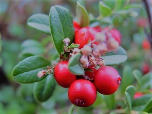 gaultheria aimil