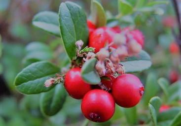 gaultheria aimil