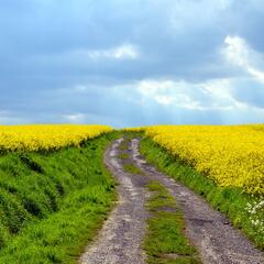 field-of-rapeseeds-2912165_1280