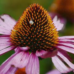 bloom-gb9ac253bb_1920