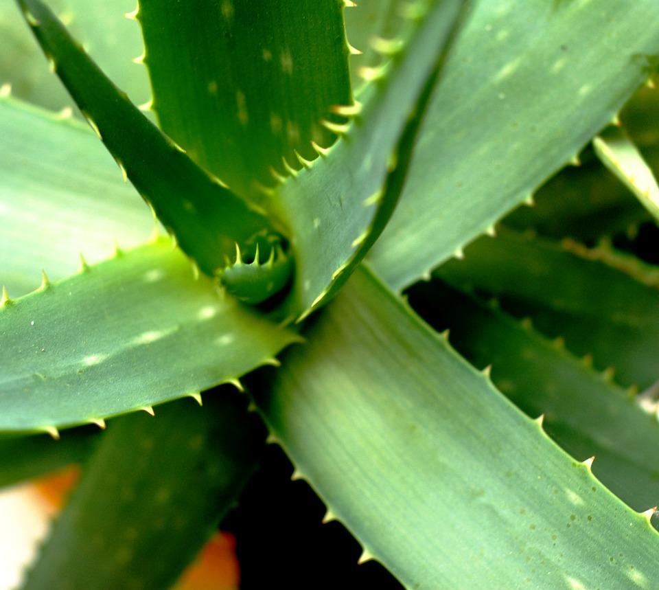 aimil-aloe-vera-2623317_1280