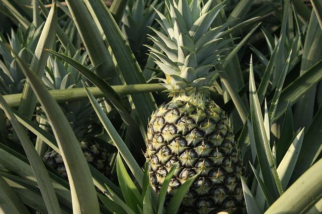 aimil-ananas-comosus-640